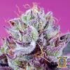 Fruity & Delicious Mix, Фасовка: 4, изображение 3
